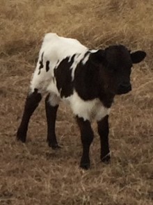 Jasmines 18 bull calf