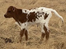 JTW Paloma 18 heifer