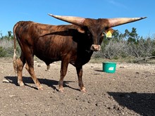 Caliente 2019 bull calf