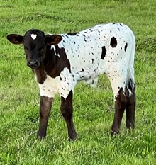6h TIFFANY 23 bull calf