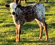 6h DAENERYS 22 HEIFER
