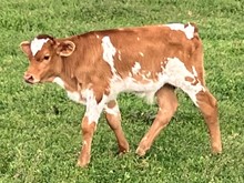 RR SCARLET O'HARA DUST  23 bull calf