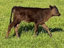 6H BAZINGA 2023 heifer