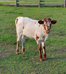 Unregistered Heifer at Side