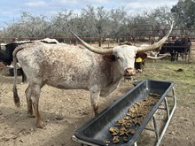 RM CHECK THE ROSES 51